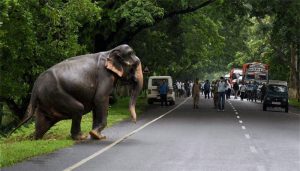 Assam's Kaziranga National Park opens for tourists.