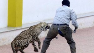 Leopard enters Maruti Suzuki plant in Manesar, area cordoned off.