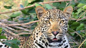 Leopard attacks three-year-old in Uttarakhand, drags him into forest.