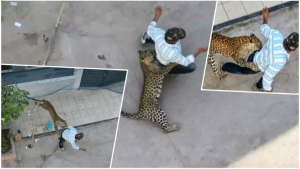 Caught on camera: Leopard strays into residential area in Indore, injures 3 people.