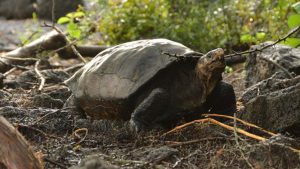 Fernandina tortoise, presumed to be extinct, spotted for the first time in over a century.