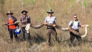 Scientists capture record 17-foot-long python in Florida.