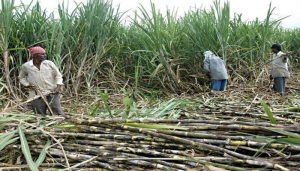 Sugarcane farmers in Shamli perturbed over delay in payment, seek government support.