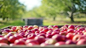 How J&K's path to prosperity lies through its lush apple orchards.