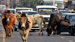 MP: सड़कों पर आवारा पशुओं के घूमने से परेशान DM ने जिले में लगा दी धारा 144, पढ़ें पूरा मामला