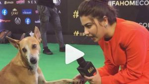 Meet the dog who walked IIFA 2019 red carpet, got 'interviewed' by Aditi Bhatia.