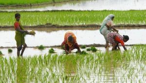 Government estimates kharif crop output for 2019-20 slightly lower than last year.