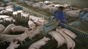 Philippines declares African first swine fever outbreak near Manila.