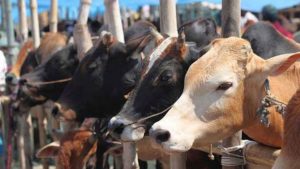 Livestock population increases by 4.6%, cow count rises by 18%.