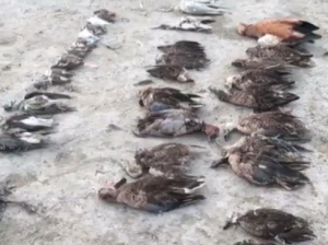 जयपुर: सांभर झील के किनारे 1000 पक्षियों की संदिग्ध हालत में मौत, जांच में जुटा प्रशासन