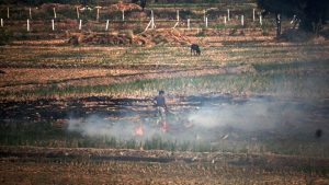 Haryana: Over 100 cases of stubble burning reported in Sirsa.