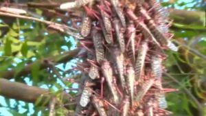 Locust swarm attack in Gujarat: Centre sends team to help farmers in state.