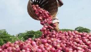 Onion crop worth Rs 30,000 stolen from farmer's field in Madhya Pradesh.