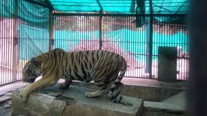 Sahebrao, Nagpur tiger, to get artificial limb in world's first surgery of its kind