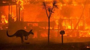 One billion animals killed or imperilled by Australian fires, says expert.