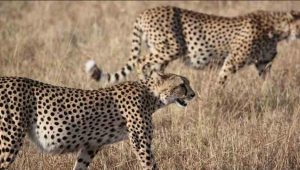 Supreme Court allows introduction of African Cheetah in India.