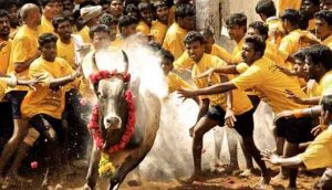 Jallikattu, Tamil Nadu's bull-taming sport, begins in Madurai after authorities review arrangements.