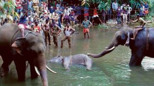 Kerala launches manhunt to nab villagers who fed cracker-filled pineapple to pregnant elephant