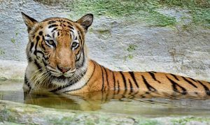 India's 2018 tiger census sets new Guinness Record as largest camera-trap wildlife survey