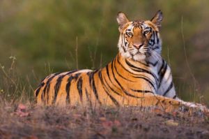 International Tiger Day पर हिंदुस्तान के बाघ की दहाड़, पढ़ें बाघों से जुड़ी रोचक बातें