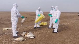 Bird Flu के खतरे को लेकर केंद्र सरकार का बड़ा फैसला, दिल्‍ली में बनाया कंट्रोल रूम