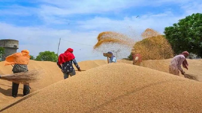 भारत के किसानों को मिल रहा रूस-यूक्रेन युद्ध का फायदा, बाजार में MSP से ज्यादा गेहूं का दाम