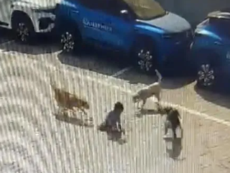 Dog Attack: हैदराबाद में सड़क पर टहलते पांच साल के बच्चे पर आवारा कुत्तों ने बोला हमला, नोच-नोचकर ले ली जान