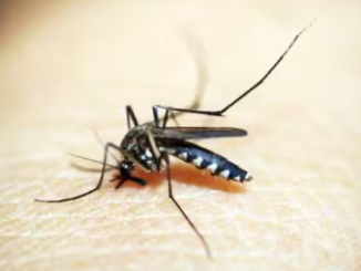 Viral Diseases: Dengue, Zika, And Chikungunya Cases May Rise Due To El Nino, Says WHO
