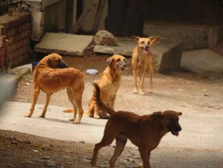 Madhya Pradesh Shocker: Man Opens Fire After Brawl Over Pet Dogs Escalates In Indore; Two Dead, 6 Injured, Video Viral