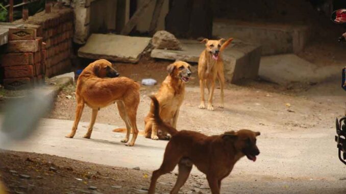 Madhya Pradesh Shocker: Man Opens Fire After Brawl Over Pet Dogs Escalates In Indore; Two Dead, 6 Injured, Video Viral