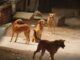 Madhya Pradesh Shocker: Man Opens Fire After Brawl Over Pet Dogs Escalates In Indore; Two Dead, 6 Injured, Video Viral
