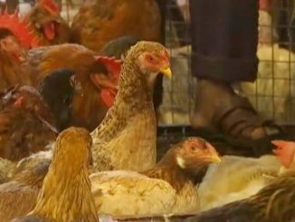 H3N8 Bird Flu: Humans में बर्ड फ्लू के नए स्ट्रेन का पहला केस आया सामने, 4 साल का बच्चा संक्रमित