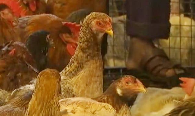 H3N8 Bird Flu: Humans में बर्ड फ्लू के नए स्ट्रेन का पहला केस आया सामने, 4 साल का बच्चा संक्रमित