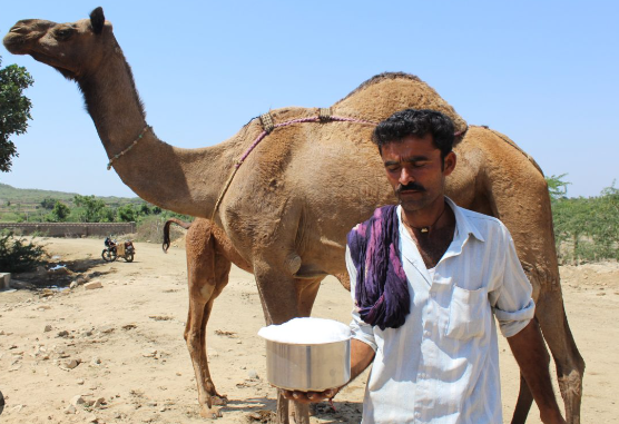 Rajasthani Engineer Quit High-Paying Job To Promote Camel Milk, Earning In Crores