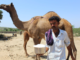 Rajasthani Engineer Quit High-Paying Job To Promote Camel Milk, Earning In Crores