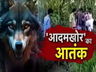 बहराइच में एक और हमला: आदमखोर भेड़िये ने फिर बनाया निशाना, 2 साल की मासूम को निगला, बुजुर्ग महिला को किया घायल