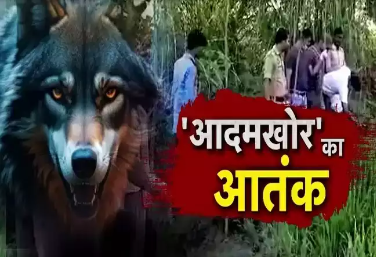 बहराइच में एक और हमला: आदमखोर भेड़िये ने फिर बनाया निशाना, 2 साल की मासूम को निगला, बुजुर्ग महिला को किया घायल