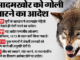 Bahraich Wolf Attack: भेड़िए को मारने-पालने पर होती है सजा, तो बहराइच में शूट के आदेश किस कानून के तहत? समझें