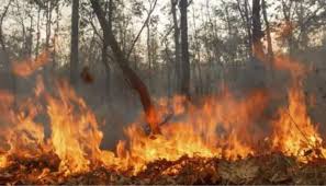 Los Angeles Wildfires Leave Devastation: Five Dead, Over 70,000 Evacuated