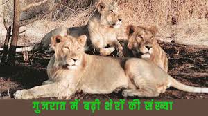 अच्छी खबर: गुजरात में पांच वर्षों में शेरों की संख्या 674 से बढ़कर 891 हुई, अब 11 जिलों में फैले एशियाई शेर