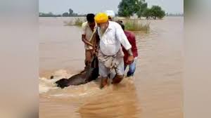 पानी उतरा, उभरे जख्म: पंजाब में बाढ़ का सितम, हजारों घरों में घुसा मलबा; फसलों के अवशेष तक नहीं बचे