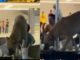 Stray dog eats leftovers inside Hyderabad Airport lounge – Netizens question authorities over hygiene, passenger safety