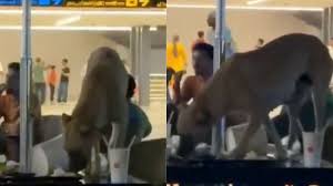 Stray dog eats leftovers inside Hyderabad Airport lounge – Netizens question authorities over hygiene, passenger safety