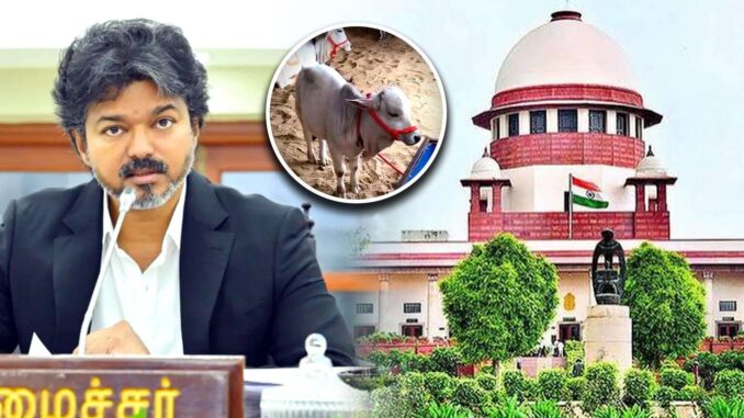 Tamil Nadu cow slaughter ban: Supreme Court stays Madras HC order, shields CM Vijay TVK government
