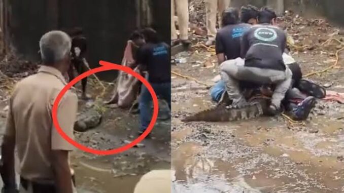 बारिश के सितम के बाद मुंबई में घुसा पानी का 'शिकारी', सोसाइटी के पास दिखा 7 फीट का मगरमच्छ, लोगों के उड़े होश