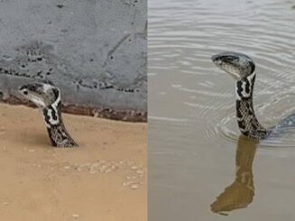 बाढ़ में स्नेक फार्म से भागे 900 जहरीले सांप, कई तैरते दिखे तो कुछ घरों में घुसे! चीन में कुदरत का ऐसा कहर पहले नहीं देखा