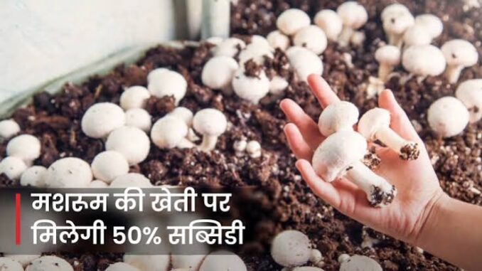 किसानों की बढ़ेगी कमाई! हरियाणा में Mushroom Farming पर 50% तक Subsidy, क्या है पूरा प्लान?