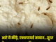 आटे में कीड़े, एक्सपायर्ड सामान...सूरत में D-Mart पर नगर निगम का एक्शन, ₹25 हजार का लगा जुर्माना