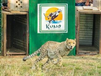 Project Cheetah turns four: The hidden milestone behind India’s 52-strong big cat population