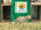 Project Cheetah turns four: The hidden milestone behind India’s 52-strong big cat population